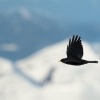 Kavce zlutozobe - Pyrrhocorax graculus - Yellow-billed Chough 4245